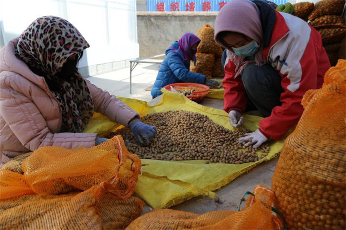 了不起！甘肅定西馬鈴薯良種出口7個(gè)國(guó)家