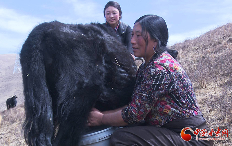 甘肅合作：高原上盛開了一朵美麗的“格?；ā保▓D）