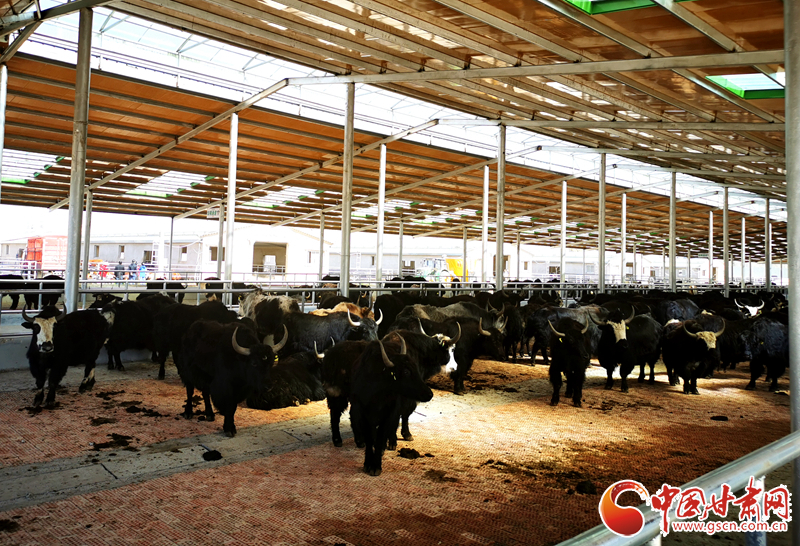 【甘肅省決戰(zhàn)決勝脫貧攻堅】農(nóng)牧結(jié)合養(yǎng)起“脫貧?！?產(chǎn)業(yè)增效共唱“致富歌”