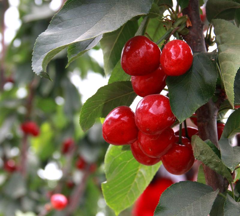 趕緊約起來(lái)！民勤紅旗谷櫻桃采摘園開(kāi)園啦！