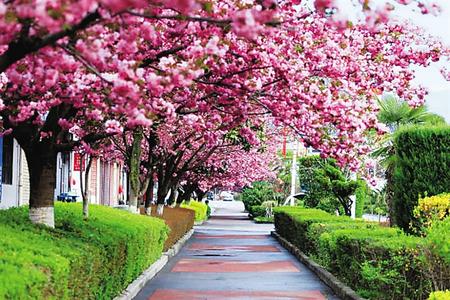 【印象隴原】去兩當(dāng)，與櫻花赴約