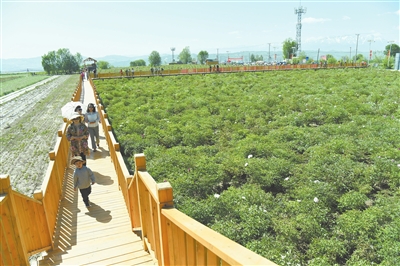 臨夏市枹罕鎮(zhèn)王坪村油用紫斑牡丹農民專業(yè)合作社