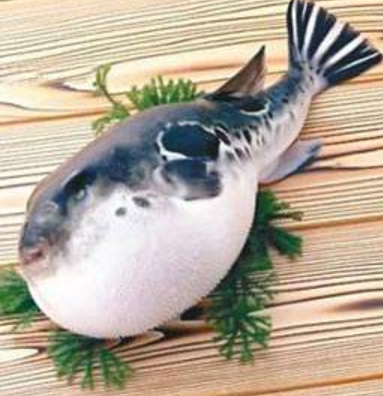 蘭州市市場(chǎng)監(jiān)督管理局發(fā)布通告禁止違法加工、經(jīng)營(yíng)河豚魚