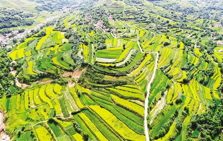 臨夏縣太子山沿線(xiàn)數(shù)萬(wàn)畝油菜花進(jìn)入盛花期