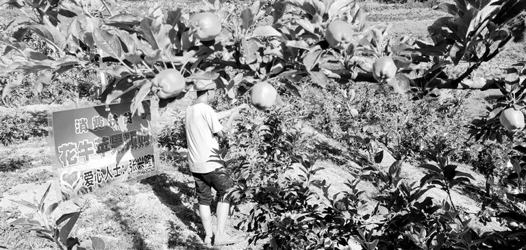 “于堡村果園”開張記——認購“一棵樹”，結出“致富果”