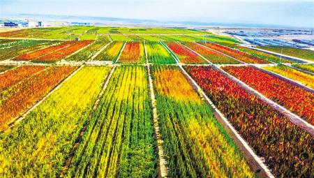 拉開架勢興產(chǎn)業(yè)——武威天?？h發(fā)展特色農業(yè)綜述