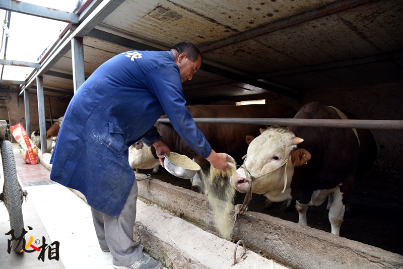 【隴人相】脫貧路上的實干家——“?！比笋R占清