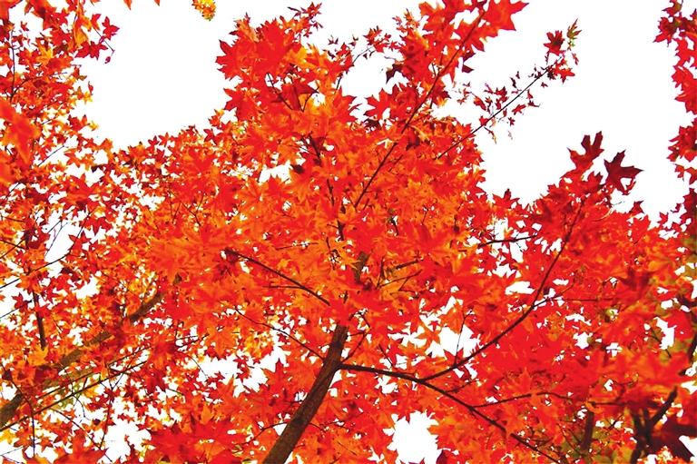 出彩啦！蘭州高校秋景驚艷來襲，快到秋日調(diào)色盤里pick你的母校