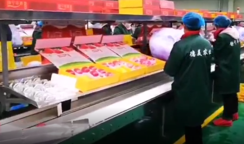 【獨(dú)家視頻】快訊丨甘肅省委副書記、代省長(zhǎng)任振鶴在靜寧縣調(diào)研蘋果產(chǎn)業(yè)發(fā)展