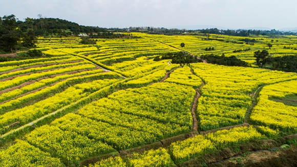 千余畝油菜花盛開。廖濤 攝