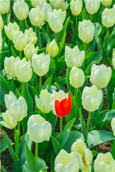 花叢中，別具一格。羅云希 攝