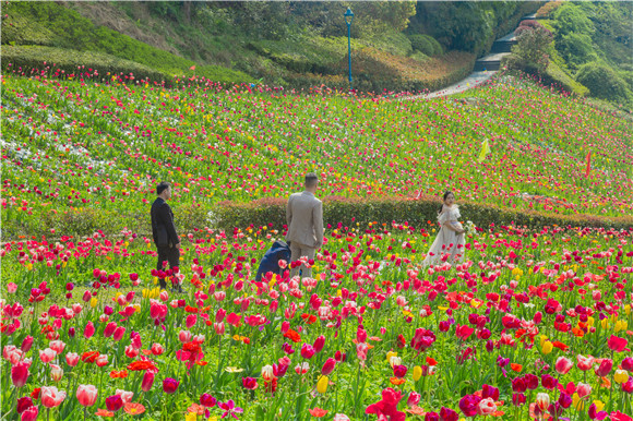 花海間，拍上一組美美的婚紗照。羅云希 攝