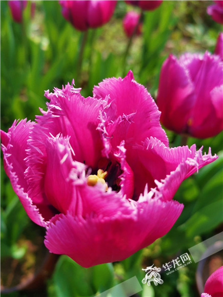 特色郁金香品種，花邊呈鋸齒狀。華龍網(wǎng)—新重慶客戶端記者 舒婷 攝