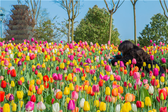 五顏六色郁金香花海。羅云希 攝