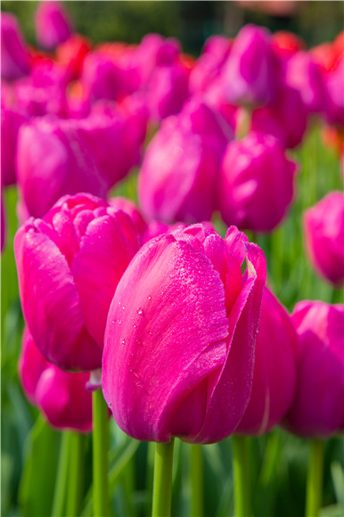 郁金香嬌艷欲滴。羅云希 攝