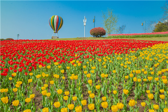 長(zhǎng)壽湖郁金香開(kāi)得正好。羅云希 攝