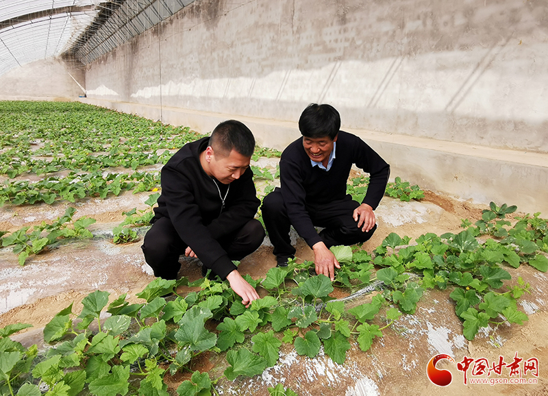 【聚焦鄉(xiāng)村振興】甘肅涇川：“幸福果”里產業(yè)旺 鄉(xiāng)村振興勁頭足