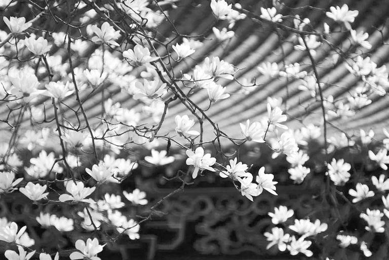 天水雙玉蘭堂，吟杜甫詩 煎泉水茶 賞白石書法