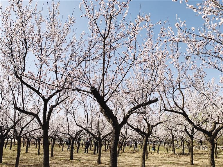 唐汪川的杏花開了！周邊游再添好去處