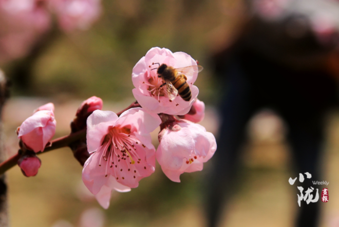 【小隴畫報(bào)·113期】最美人間四月天，灼灼桃花映秦安