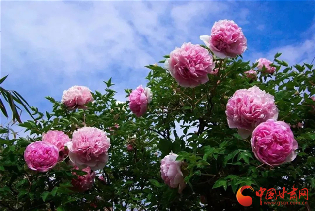 【五一游甘肅】暢游“臨洮縣紫斑牡丹文化旅游節(jié)”，這份攻略請(qǐng)收下！