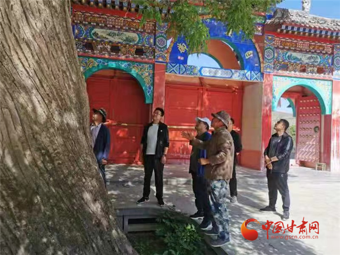 蘭州榆中：為古樹“體檢” 科學(xué)保護助其延年益壽