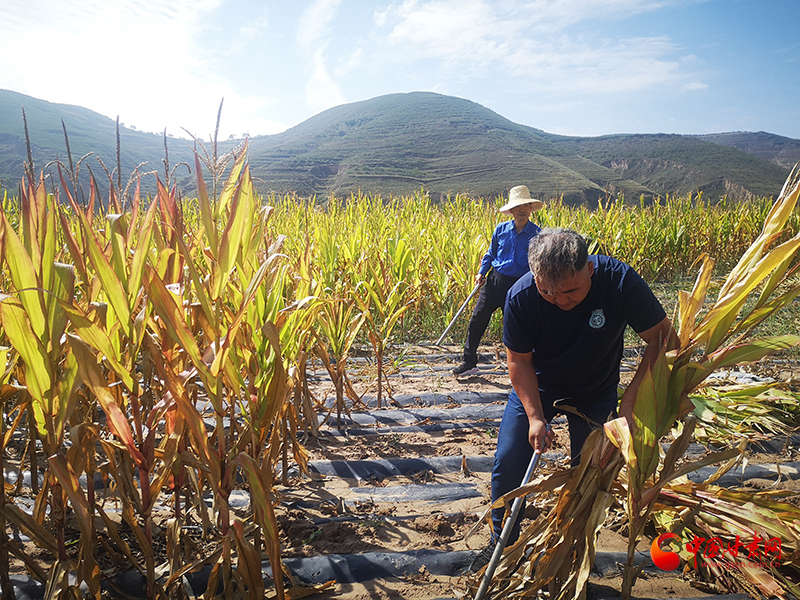 【慶豐收 感黨恩】定西安定：劉鴻奎的豐收節(jié)！