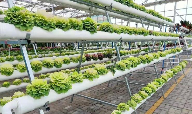 從“一畦田”到產(chǎn)業(yè)園——“現(xiàn)代絲路寒旱農(nóng)業(yè)三年倍增行動(dòng)”觀(guān)察之二