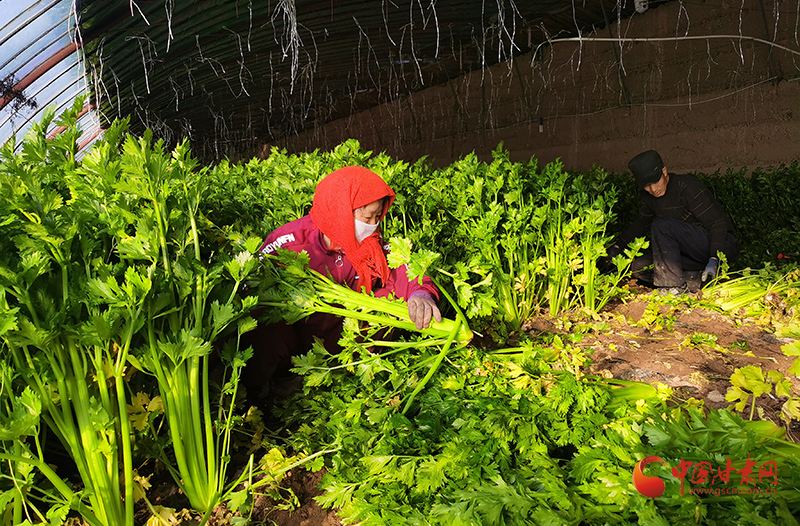 【小康圓夢·看甘肅】高臺南華鎮(zhèn)：冬季大棚“綠意濃”設施農(nóng)業(yè)促增收