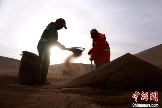 圖為“駱駝保姆”用土方法清理駝糞。　張曉亮 攝