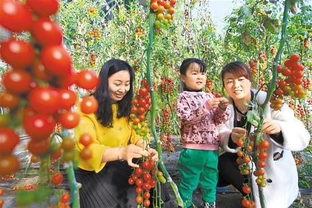 酒泉市肅州區(qū)東洞戈壁產(chǎn)業(yè)園里的圣女果、人參果陸續(xù)成熟上市