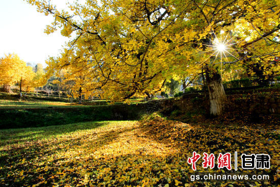 隴南徽縣銀杏樹最美的時(shí)候，當(dāng)屬每年的10月至11月。圖為樹葉已染黃的銀杏樹。張承榮 攝