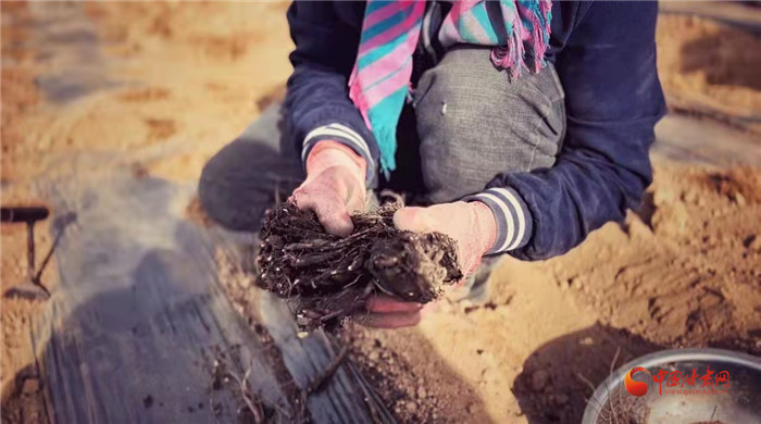 【隴拍客】好消息！榆中縣馬坡鄉(xiāng)在高海拔的馬銜山山麓種植1500畝當(dāng)歸