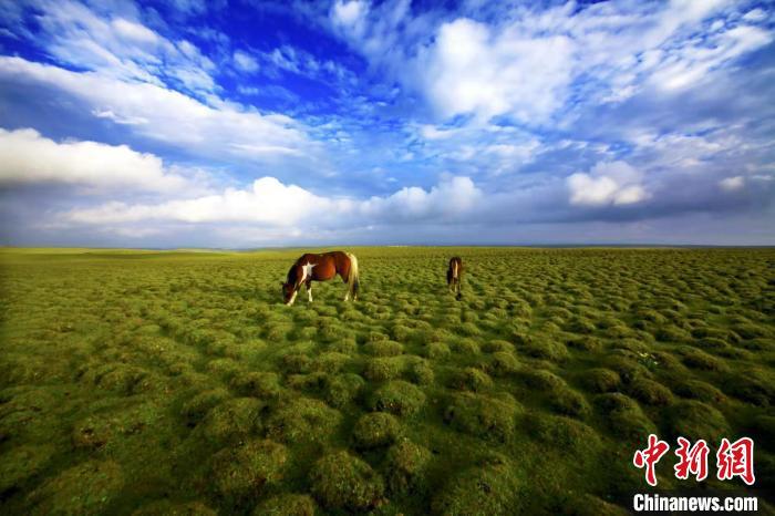 圖為甘肅甘南藏族自治州草原風光。(資料圖) 艾慶龍 　攝