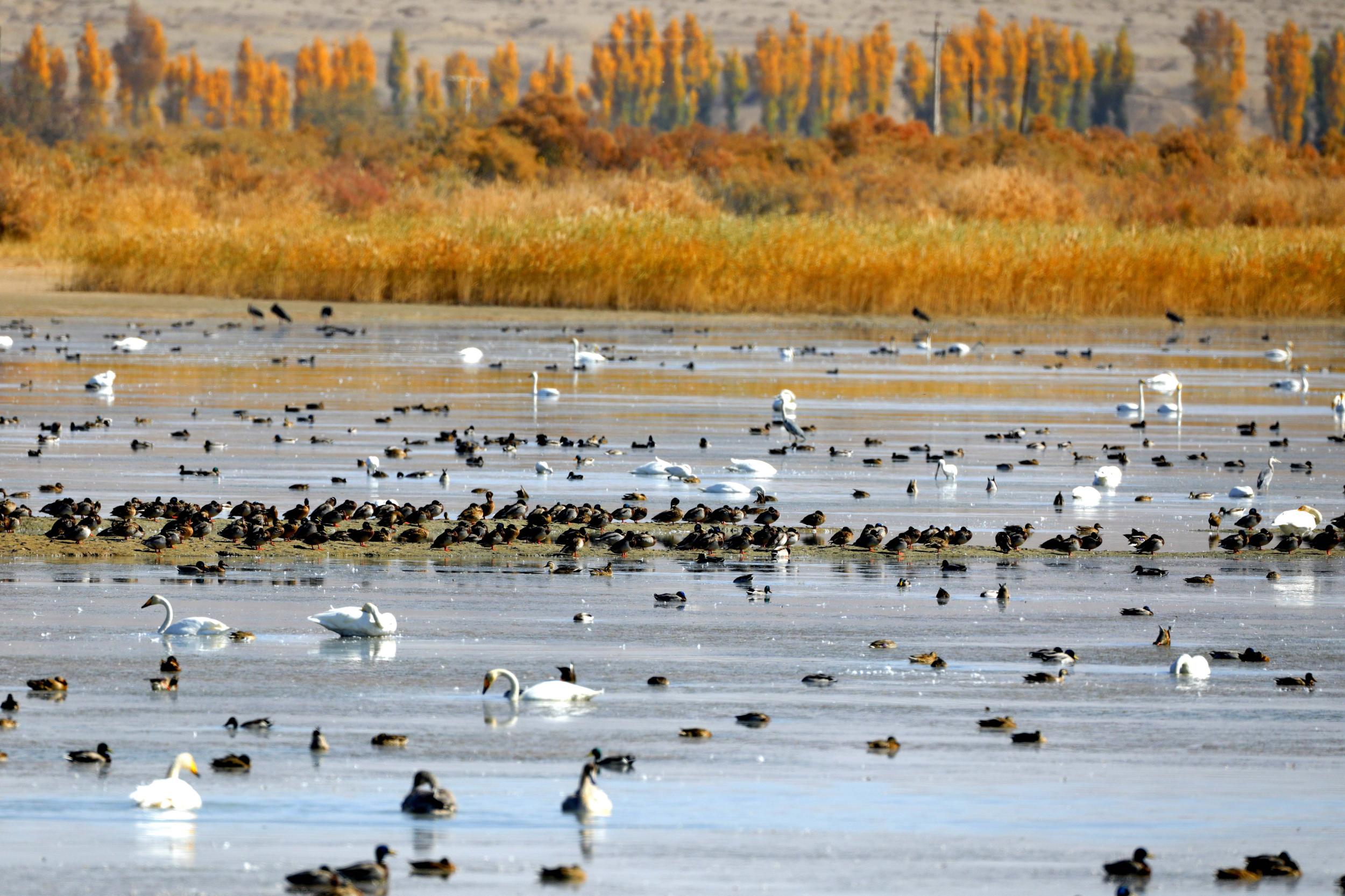 天鵝飛抵高臺縣黑河濕地嬉戲覓食、棲息越冬。尹昭霞攝