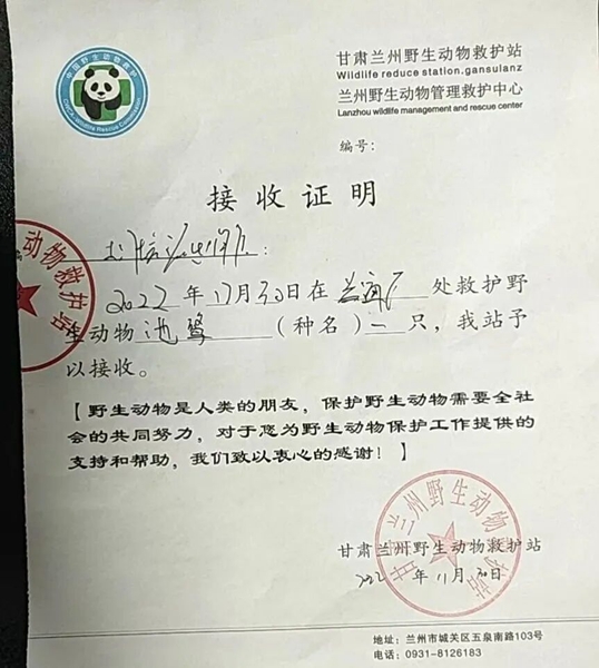 受到救助的池鷺被蘭州野生動(dòng)物保護(hù)站接收。（蘭州市公安局七里河分局供圖）