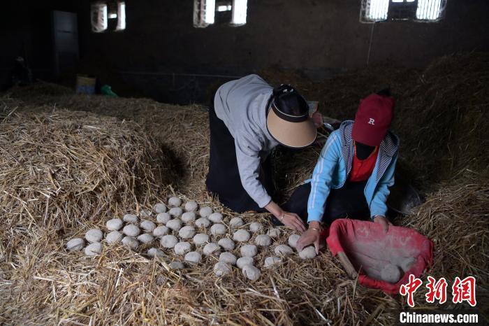 酒曲成型之后入曲房，入室之前要灑水，再鋪青稞草，防止曲塊的水分被吸走，曲房內(nèi)有通風道、窗戶、暖氣、電熱爐等各種控制曲房溫度的設備。圖為5月10日，工作人員將成型的曲塊搬運到曲房。九美旦增　攝