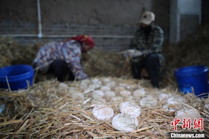 酒曲從曲坯入房培養(yǎng)到培養(yǎng)結(jié)束，整個培養(yǎng)周期控制在4至8天，曲坯的要求光滑，軟硬適宜，手按曲坯不松散，結(jié)實，薄厚一致。圖為5月10日，工作人員準備將培養(yǎng)好的曲坯拿到外面晾曬。九美旦增　攝