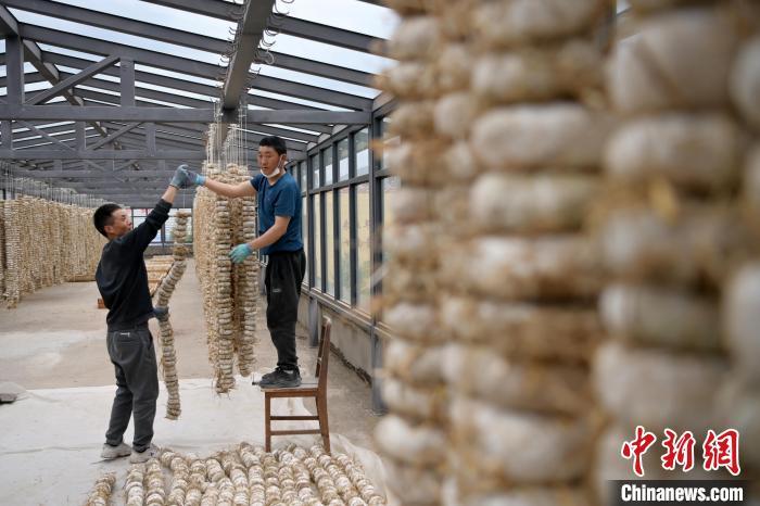 圖為5月10日，工作人員將用青稞面和青稞草等制成的曲坯用繩子串起來晾曬。九美旦增　攝