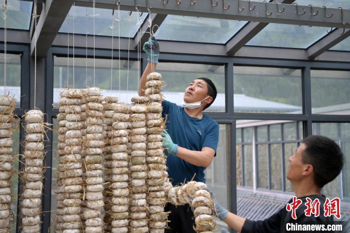 圖為5月10日，工作人員將用青稞面和青稞草等制成的曲坯用繩子串起來晾曬。九美旦增　攝