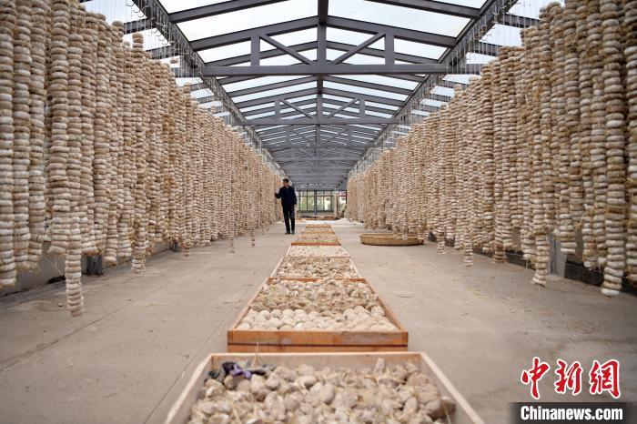 圖為5月10日，工作人員檢查晾曬的曲胚。九美旦增　攝