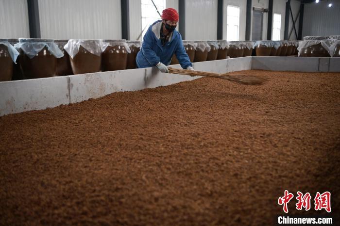 圖為5月10日，工作人員整理鋪撒的酒醅。九美旦增　攝