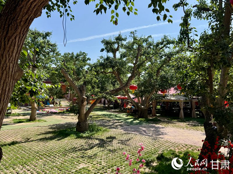 什川古梨園。人民網(wǎng)記者 焦隆攝