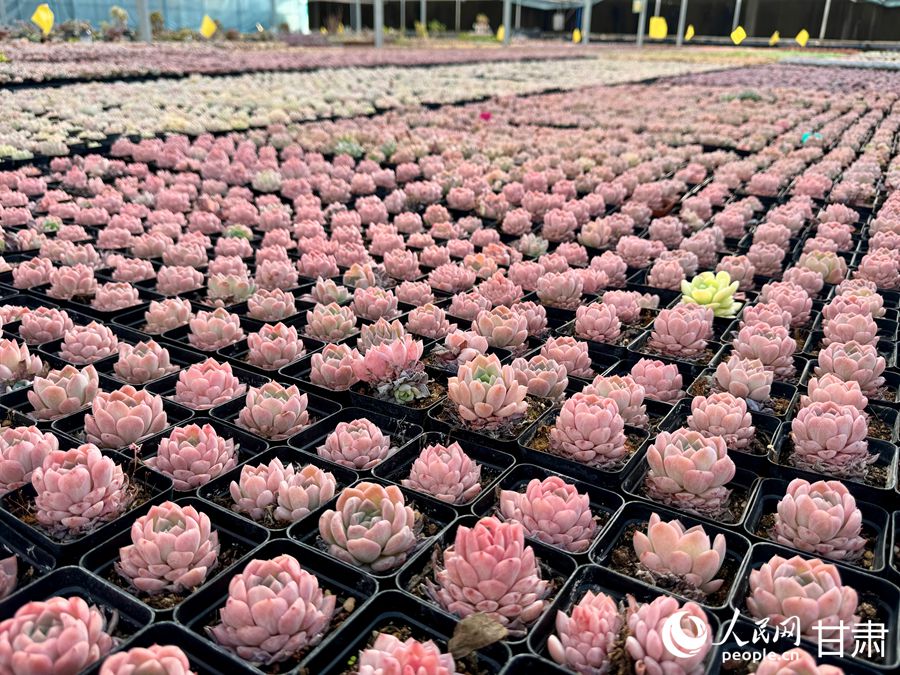 蘭州鑫源現(xiàn)代農(nóng)業(yè)休閑觀光旅游景區(qū)多肉大棚。人民網(wǎng)記者 焦隆攝