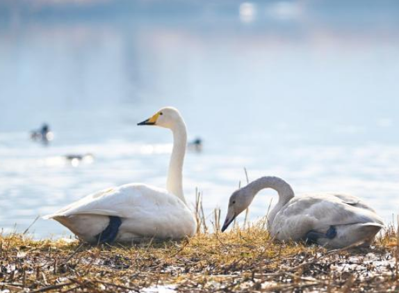 蘭州黃河畔迎西伯利亞白天鵝