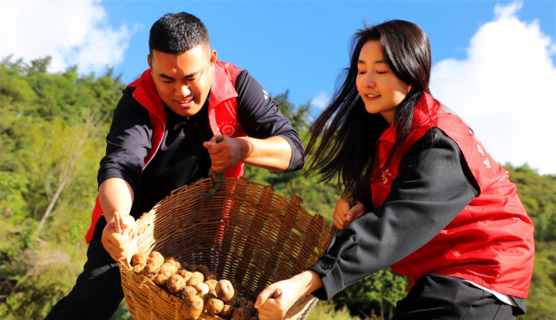 【隴原山鄉(xiāng)新畫(huà)卷】迭部：“珍珠”馬鈴薯串起鄉(xiāng)村振興路