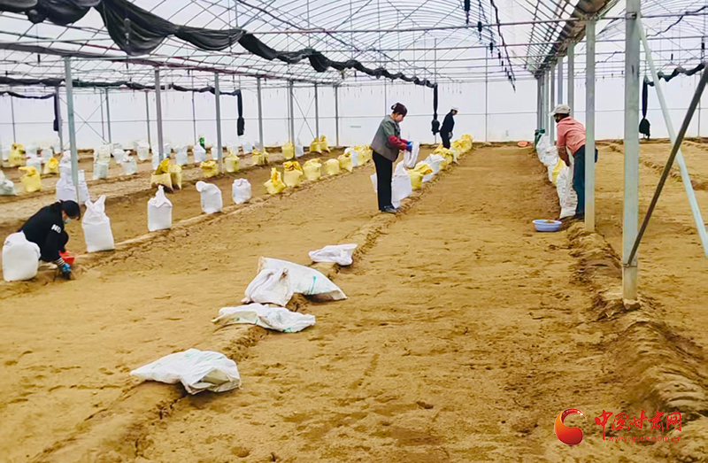 西和：搶抓農(nóng)時育椒苗 訂單產(chǎn)業(yè)促增收