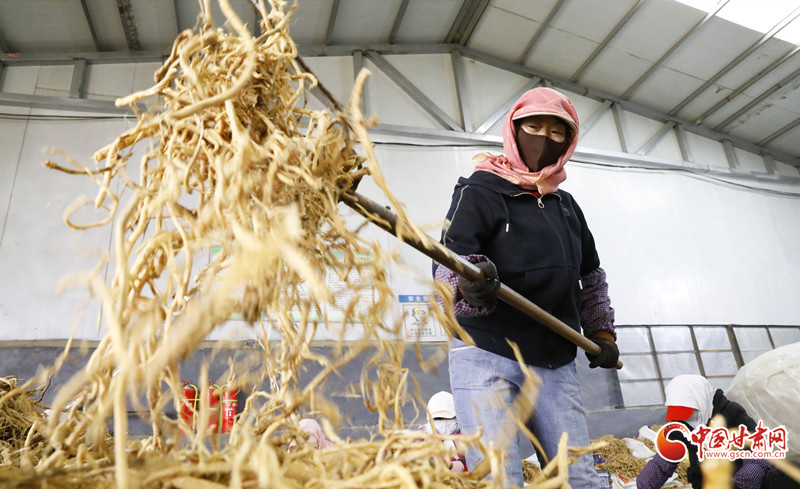 民樂(lè)：中藥材加工忙