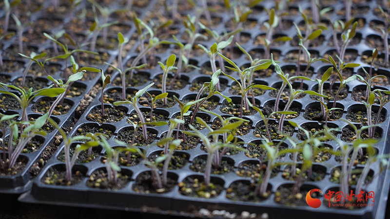 靜寧：大棚產(chǎn)業(yè)鋪就鄉(xiāng)村致富路