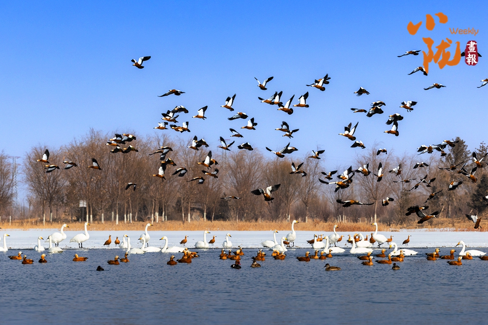 【小隴畫報·482期】張掖：春水初醒處 萬鳥翔集時